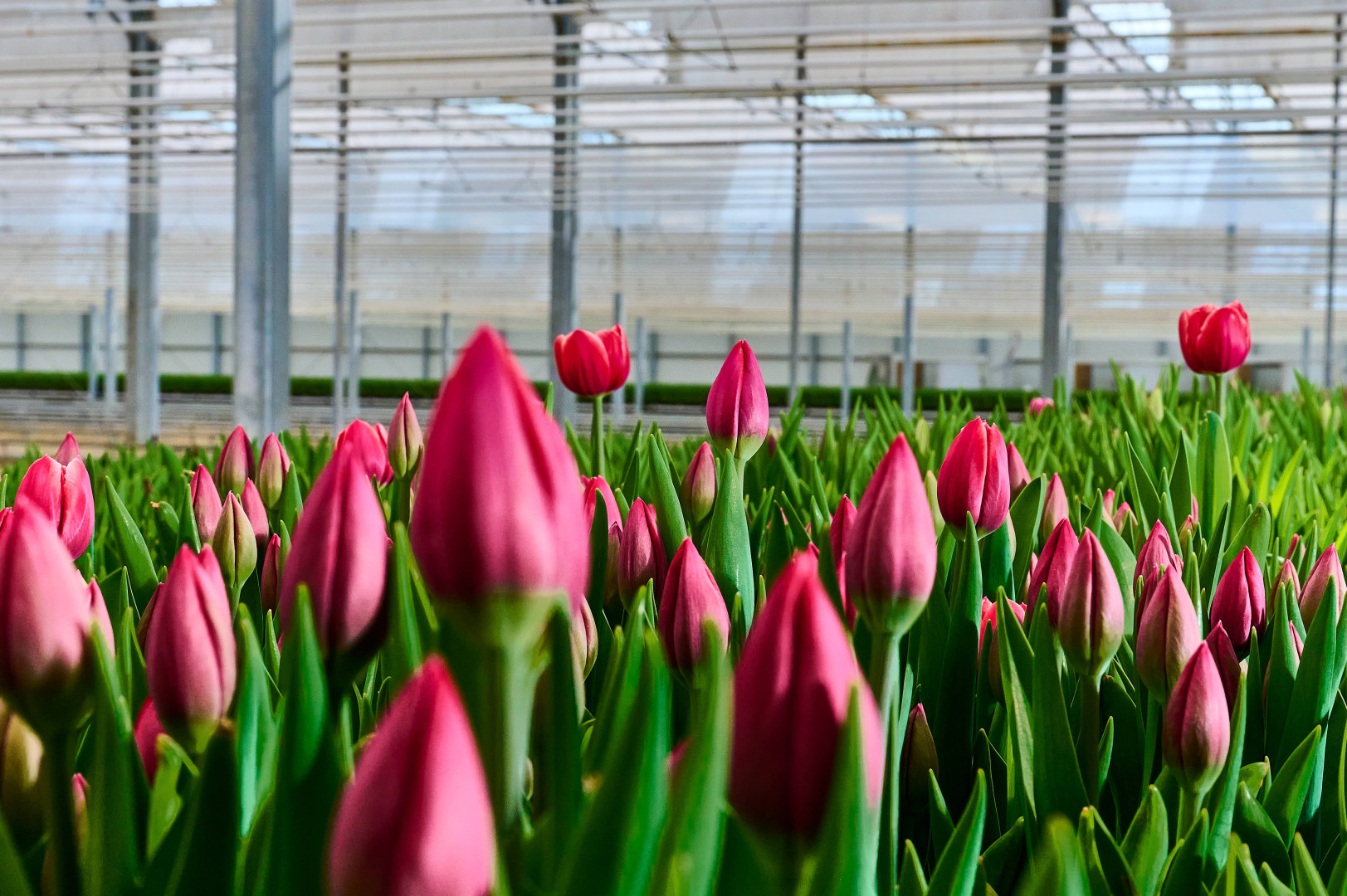 Maliepaard Bloembollen - Bloembollen kwekerij op Goeree-Overflakkee - QUALITY BULBS AND TULIPS ALL OVER THE WORLD