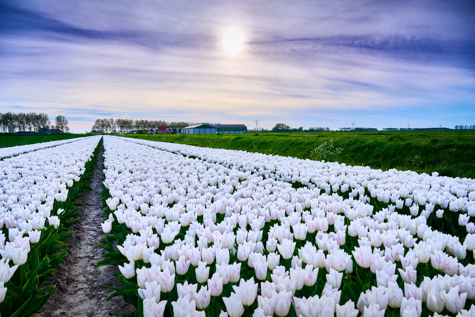 Maliepaard Bloembollen - Bloembollen kwekerij op Goeree-Overflakkee - QUALITY BULBS AND TULIPS ALL OVER THE WORLD